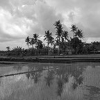 Bali0370bw