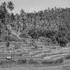 bali0569 bw